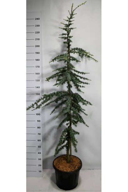 Кедр ліванський Глаука 230-250 см